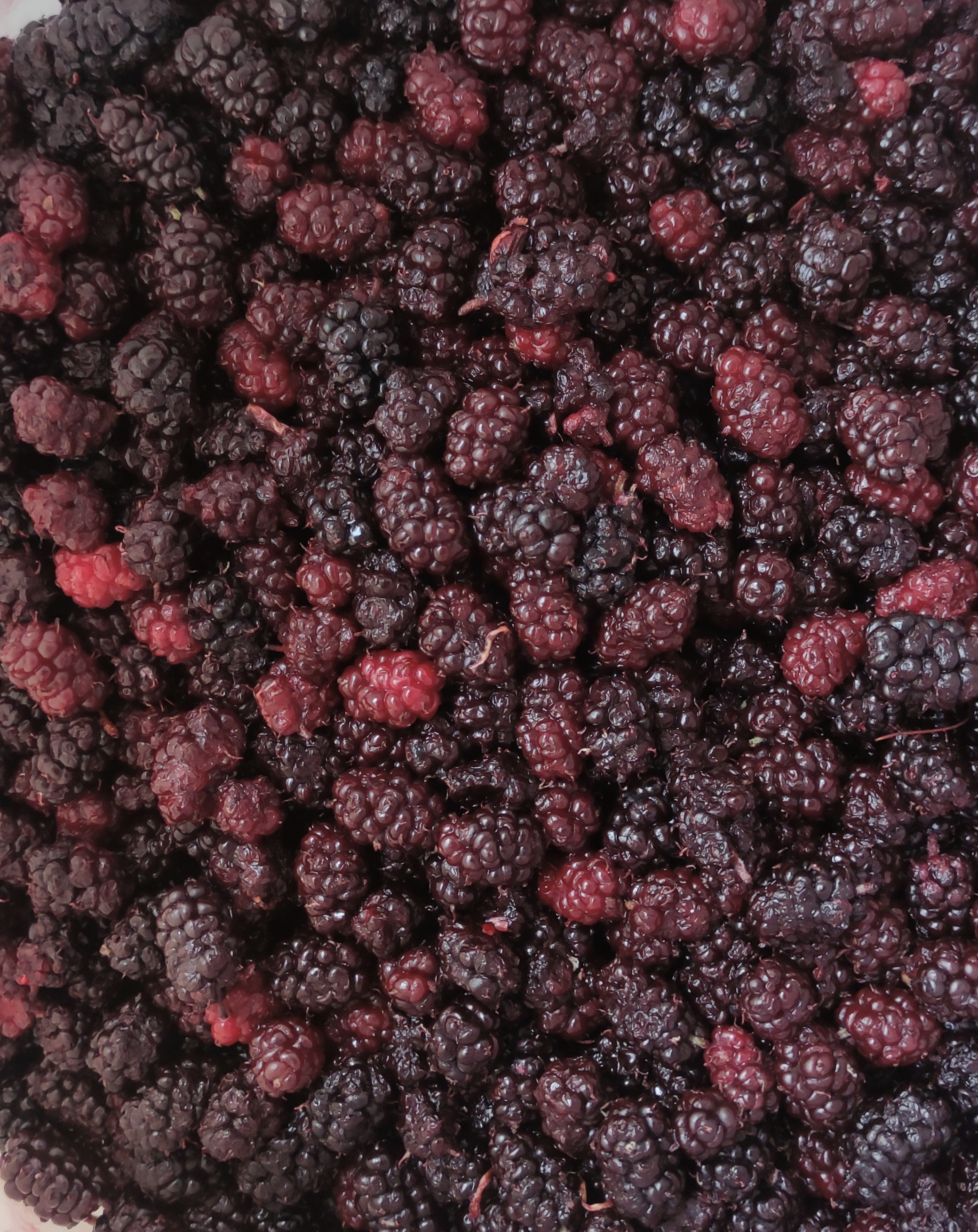 شاتوت منجمد سطلی بسته ده کیلویی